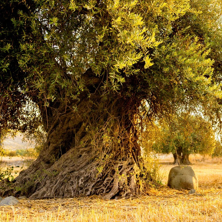 Ancient Palestinian Olive Tree - Bayyāra
